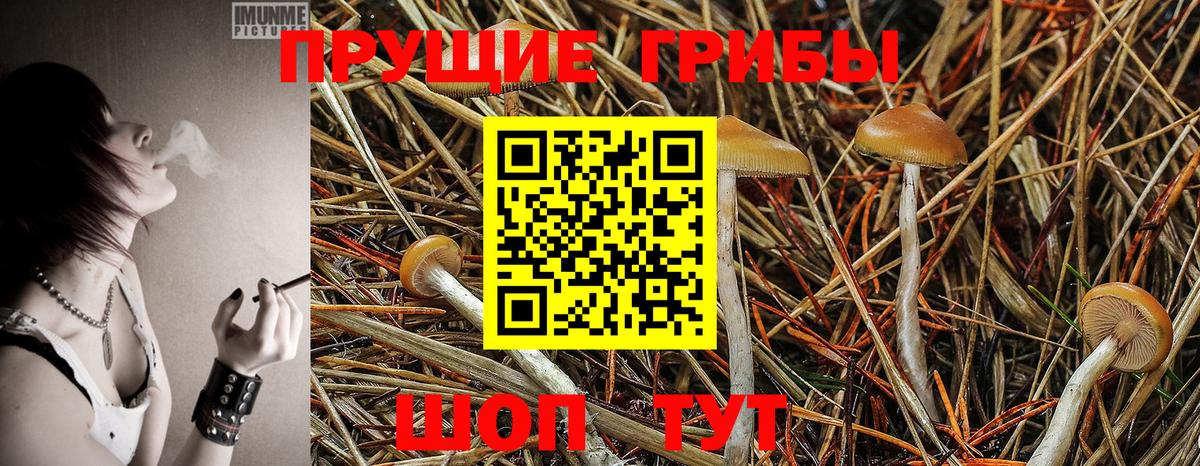 Псилоцибиновые грибы MAGIC MUSHROOMS Вязники